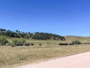 American bison crossing the road at Custer State Park in the Black Hills.